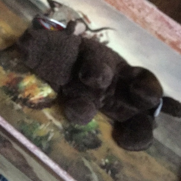 Beanie baby buffalo roam collectable western cabin birthday day Easter basket - Picture 3 of 5